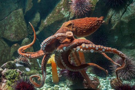 5 Fascinating Facts About the Giant Pacific Octopus - Free The Ocean Octopus Species, Pacific Octopus, Giant Pacific Octopus, Giant Squid, Fun Facts About Animals, Curious Kids, Animal Facts, Ocean Life, Sea Creatures