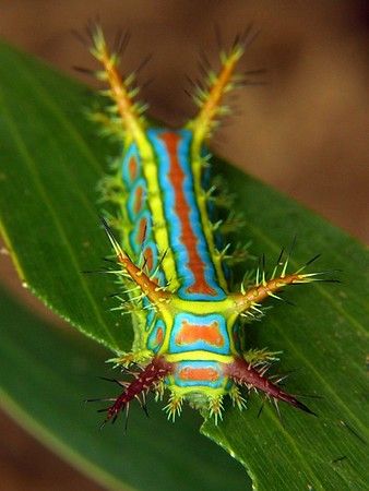 Colorful Caterpillar, Caterpillar Insect, Pictures Of Insects, Cool Insects, Insect Photography, Beetle Insect, Stinging Nettle, Cool Bugs, Bug Art