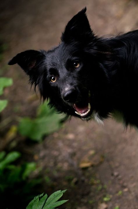 For National Black Dog Day, lets all consider black dogs and make sure that next time we are in a shelter or rescue, we aren’t passing up those beautiful black coats unintentionally. Border Collie Tattoo, Border Collie Colors, Black Dog Day, Tattoo Silhouette, Black Dogs, Black Day, Border Collie Mix, Dog Day, Border Collie Dog