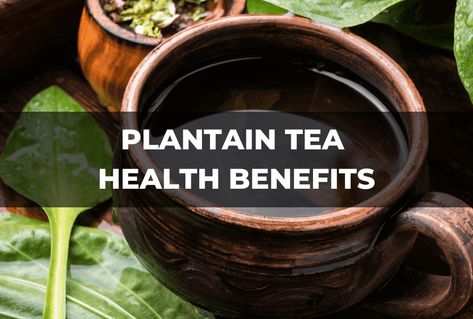 Plantain Tea, Plantain Leaves, Tea Health, Reducing High Blood Pressure, Tea Health Benefits, Healthy Cholesterol Levels, Digestion Process, Wellness Routine, Digestive Enzymes