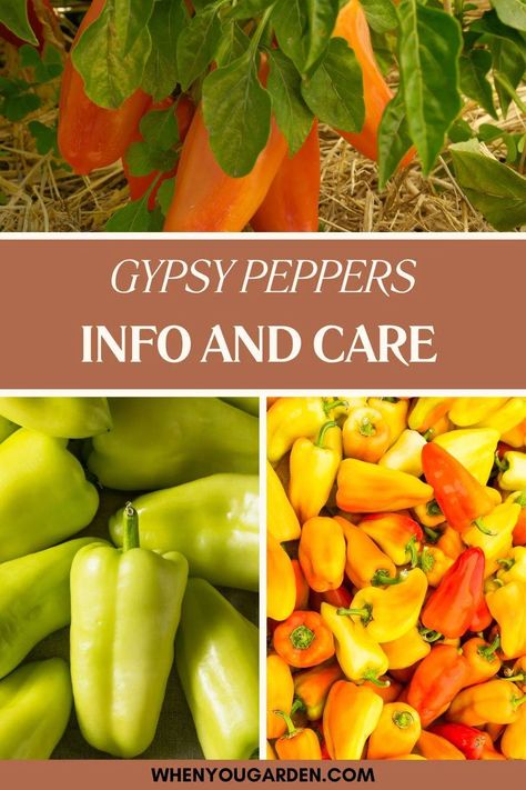 Gypsy Peppers Pepper Plants, Flower Meanings, Liquid Fertilizer, Natural Sunlight, Stir Fries, Growing Indoors, Daylilies, Grow Lights, Planting Herbs