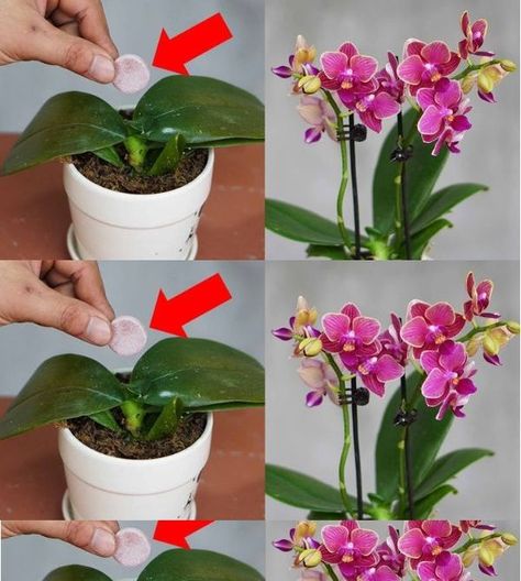 Orchid Rebloom, Peace Lily Flower, Diy Orchids, Orchid Fertilizer, Orchid Images, Orchid Roots, Orchid Leaves, Heart Wall Decal, Orchid Pot