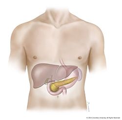 The Pancreas and Its Functions | Columbia University Department of Surgery Superior Mesenteric Artery, Exocrine Gland, Digestive Juice, Magnesium Benefits, Bile Duct, Cell Line, Body Cells, Sinus Infection, Regulate Blood Sugar