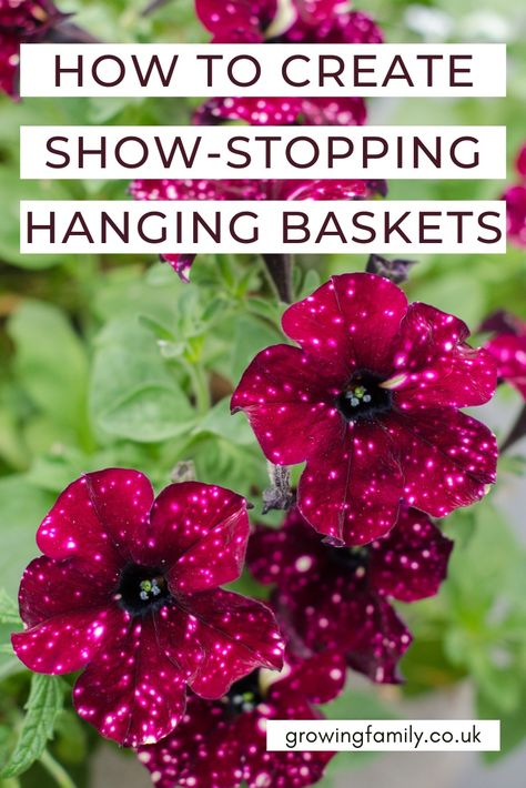 Diy Hanging Baskets Flowers Full Sun, Flowering Hanging Baskets, Summer Hanging Baskets Ideas, Garden Hanging Baskets, Making Hanging Flower Baskets, Hanging Basket Arrangements, Hanging Flower Basket Ideas, Hanging Basket Ideas Outdoor, Flower Baskets Hanging