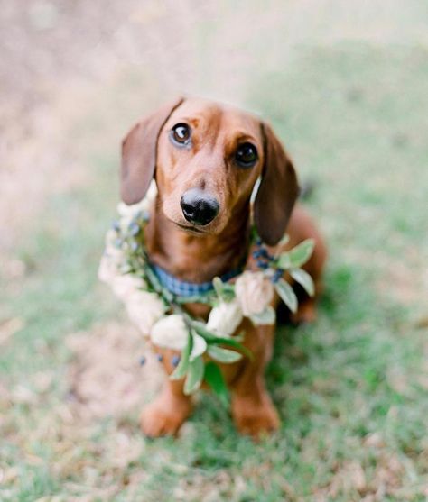 46 Dogs of Honor That Will Melt Your Heart #petsinweddings #dogofhonor #weddingdogs #petflowercrowns Dogs In Weddings, Dog Of Honor, Wedding Dogs, Dog Wedding Outfits, Dachshund Training, Martha Weddings, Flower Collar, Puppy Dog Eyes, Wedding Pets