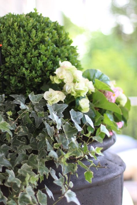 Boxwood Planters, Container Gardening Ideas, Boxwood Hedge, Winter Planter, Vertical Herb Garden, Planter Ideas, My Obsession, Topiaries, Hydroponic Gardening