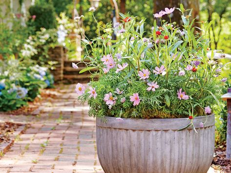 Yes, You Can Grow Cosmos in a Container | Take a cue from Mother Nature with this loosely planted display of cosmos. Geranium Care, Full Sun Annuals, Sheet Moss, Moss Plant, Plant Problems, Sun Water, Black Holes, Life Cycle, Autumn Garden