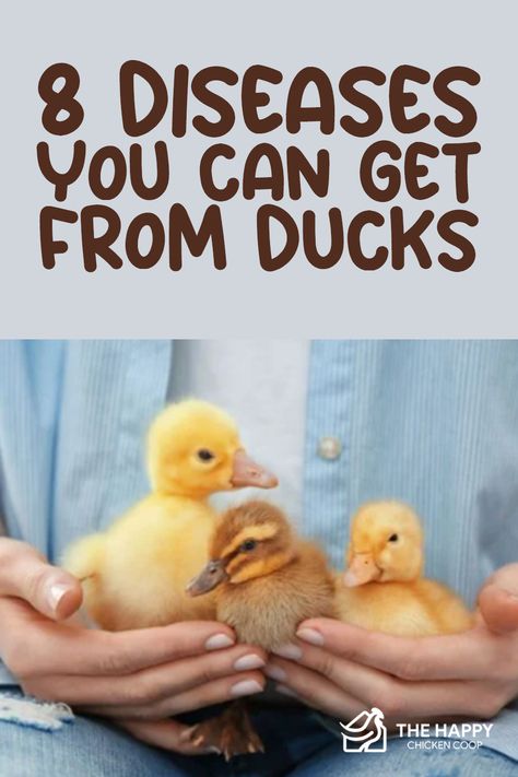 Ducks can fall victim to a number of diseases that can transfer to humans! Here are the diseases you can get from ducks and how you can prevent them. Can Ducks And Chickens Live Together, How To Care For Ducklings, Duck Nesting Box Ideas, Duck Coop Plans, Ducks As Pets, Natural Chicken Coop, Duck Coop Ideas, Raising Ducklings, Barnyard Chickens