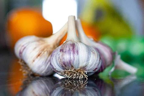 What Animals Eat, Hardneck Garlic, Harvesting Garlic, Garlic Bulbs, Planting Garlic, Garlic Seeds, Garlic Scapes, Growing Garlic, Raw Garlic