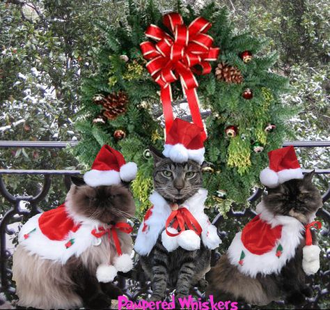 Santa Costume Christmas Holiday cape and hat for dogs and cats Santa Costumes, Christmas Kitties, Cat Diary, Mad Cat, Christmas Cuties, Santa Claws, Santa Costume, Animal Christmas, Santa Paws