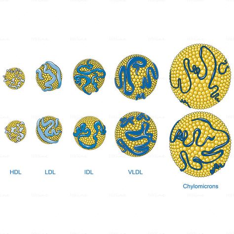 Lipoproteins, HDL, LDL, IDL, VLDL, Chylomicrons vector Hdl Ldl, Biochemistry Notes, Biology Lessons, Science Biology, Scientific Illustration, Biochemistry, Anatomy Art, Medical School, School Stuff