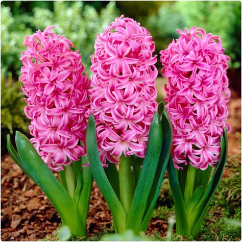 Pink Hyacinth 'Pink Pearl' X 10 Spring Flowering Bulbs | eBay Pink Hyacinth, Hyacinth Bulbs, Low Water Landscaping, Plant Bulbs, Hyacinth Flowers, Very Beautiful Flowers, Spring Flowering Bulbs, Pink Blossom, Pastel Flowers