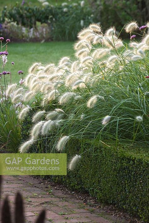 Pennisetum Villosum in box edged bed Bed Images, Plant Photography, Grass Seed, Garden Plants, Gap, Stock Photos, Bed, Photography