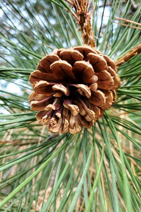 Collecting & Preparing Pine Cones For Crafting: Why You HAVE to Bake Them First - Holiday Magic Hub Pinecone Preparation, Prepping Pinecones For Crafts, How To Make Edible Pinecones, How To Prepare Pine Cones For Crafting, Pine Cone Photography, Walking In The Woods, Christmas Pickle, Pine Needle Crafts, Eastern White Pine