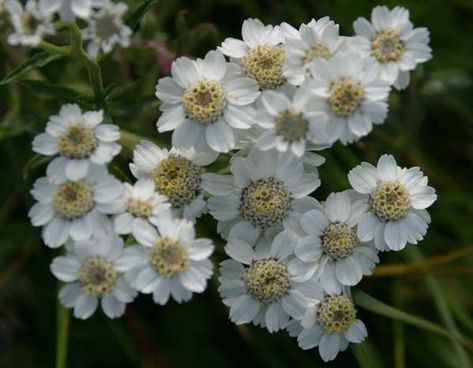 Achillea ptarmica, Sneezewort: identification, distribution, habitat Achillea Ptarmica, Plants Outside, Gardeners World, Plant Catalogs, Planting Plan, Agriculture Farming, Cut Flower Garden, Grafic Design, Perennial Plants