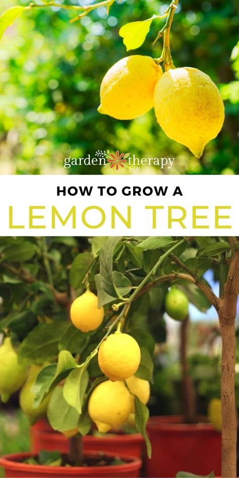 If you have ever wondered how to grow a lemon tree in cold climates, you need Steven Bigg's new book. Here are some amazing tips all about growing lemons! #gardentherapy #ediblegardening #growingfood #lemon #lemontrees Potato Garden, Lemon Tree From Seed, Growing Lemon Trees, Fruit Trees In Containers, Lemon Plant, Meyer Lemon Tree, Lemon Seeds, How To Grow Lemon, Growing Fruit Trees