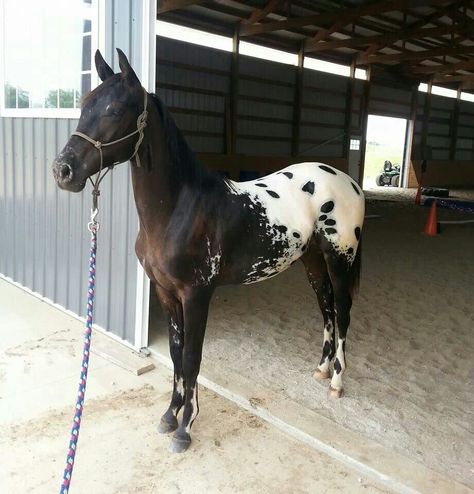 . Blanket Appaloosa, Homesteading Animals, Horse Markings, Pony Breeds, Horse Coats, Horse Colors, Horse Aesthetic, Most Beautiful Horses, Appaloosa Horses