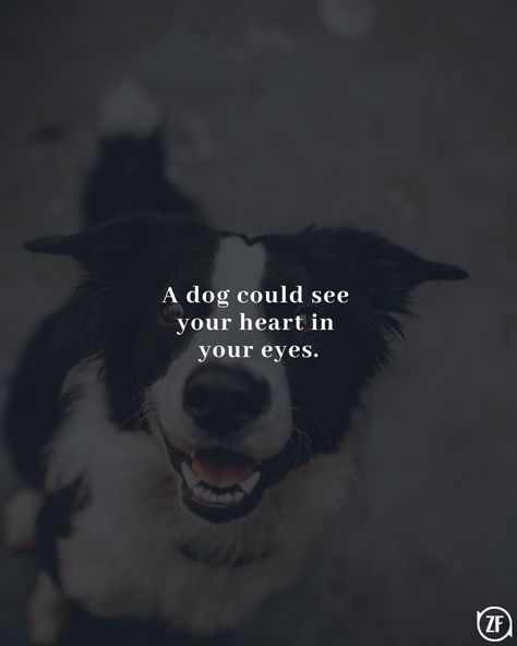 A dog could see your heart in your eyes. Dogs Eyes Quotes, Dog Captions For Insta, Dog Captions, Cheek Kiss, Bunny Cartoon, Eye Quotes, Diy Birthday Gifts For Friends, Cute Bunny Cartoon, Street Dogs