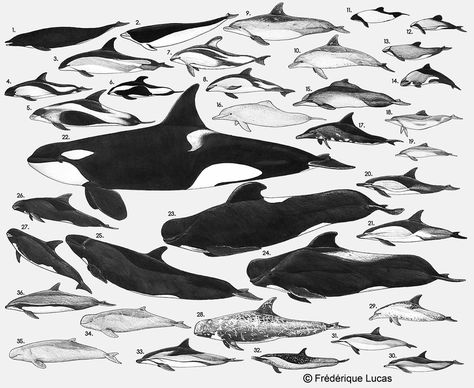 One of my favourites, a poster showing all species of the oceanic dolphin family. Species: 1. Northern right whale dolphin (Lissodelphis borealis) 2. Southern right whale dolphin (Lissodelphis pero... Hourglass Dolphin, Anatomy Of A Dolphin, Orca Poster, Orca Whales Illustration, Pacific White Sided Dolphin, Whales Of The World Poster, Vintage Orca Illustration, Dolphin Family, Whale Illustration