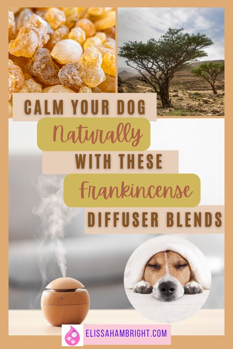 Are you looking for ways to promote relaxation and improve your dog's health? Have you heard of Frankincense and wondered what it can do for your dog? If so, head to the blog for my best frankincense diffuser blends that I use to calm my dogs. Learn more about the benefits of this essential oil, its uses and precautions, and the diffuser blends I use to bring peace and tranquility to my four-legged friends. Dog Diffuser Blends, Diffuser Blends Safe For Dogs, Diffuser Blends For Dogs, Pet Friendly Diffuser Blends, Dog Friendly Essential Oils To Diffuse, Pet Friendly Essential Oil Blends, Dog Safe Diffuser Blends, Frankincense Diffuser Blends, Reed Diffuser Recipe