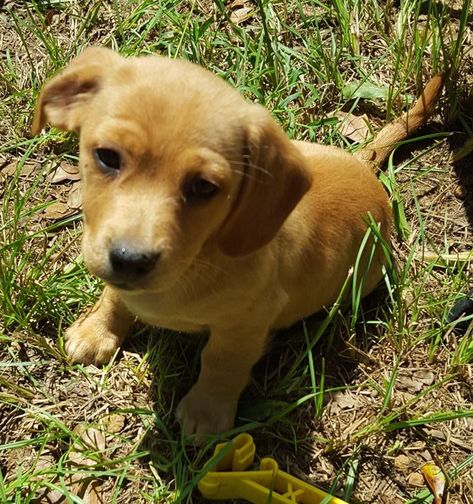 Calm Dog Breeds, Dog Types, Adoptable Beagle, Cutest Puppy, Dog Personality, Animal Instinct, Be A Blessing, Therapy Animals, Beagle Mix