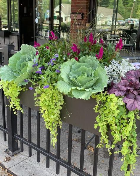 Fall Trough Planter Ideas, Fall Front Doors, Fall Flower Boxes, Front Door Planter, Long Planter Boxes, Fall Planter Ideas, Front Door Planters, Fall Window Boxes, Window Box Ideas