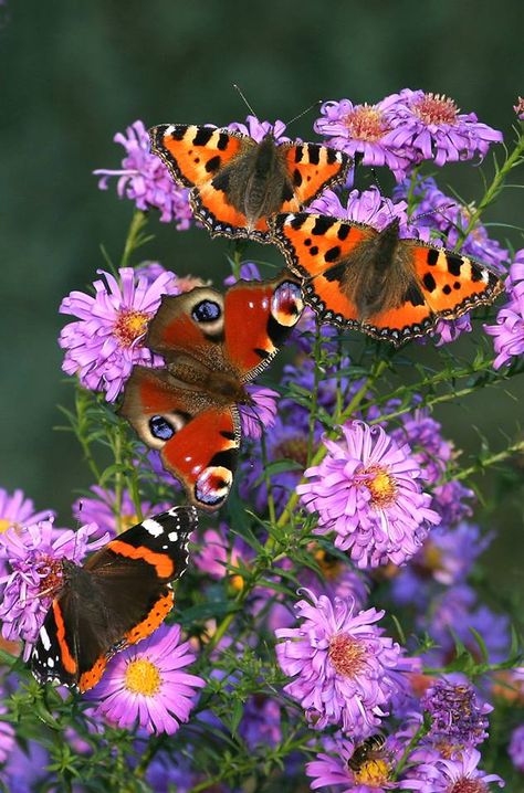 80. Two Small Tortoiseshell butterflies (Aglais urticae), Red Admiral (Vanessa atalanta) and Peacock butterfly (Inachis io) Tortoise Shell Butterfly, Butterflies Wings, Aster Flowers, Peacock Butterfly, Flying Flowers, Butterfly Kisses, Nature Garden, All Birds, Wild Nature