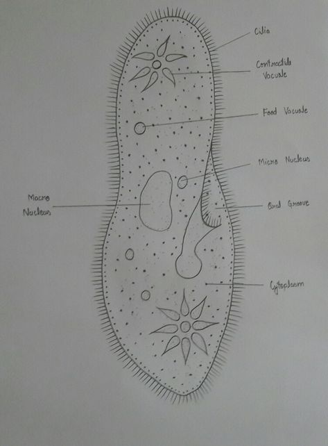 Paramecium Paramecium Drawing, Paramecium Diagram, Human Eye Diagram, Biology Diagrams, Science Drawing, Biology Projects, School Art Activities, Holiday Homework, Middle School Science Teacher