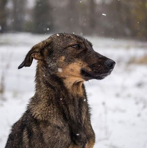 Chernobyl Dogs, Wild Dog, Nuclear Reactor, Chernobyl, Wild Dogs, Animals And Pets, Husky, Cute Animals, Dogs