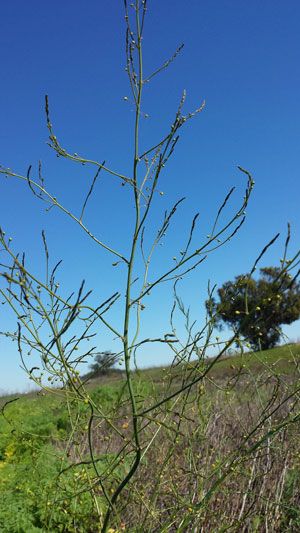 Foraging for Asparagus. Photo by Hank Shaw Edible Herbs, Wild Asparagus, Landscape Yard, Asparagus Plant, Wild Foraging, Food Net, Edible Wild Plants, Foraged Food, Hunter Gatherer