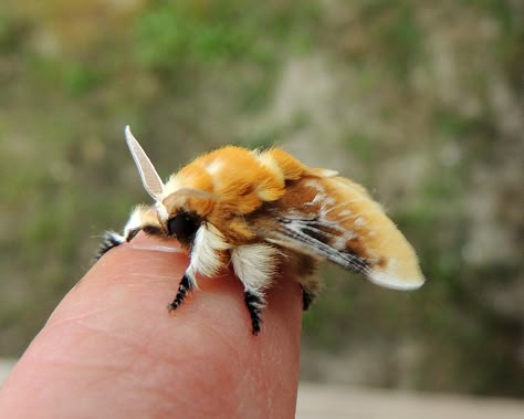 Fluffy Moths, Flannel Moth, Cute Moths, Poodle Moth, Pretty Bugs, Seelie Court, Cute Moth, Cute Bugs, Cool Insects