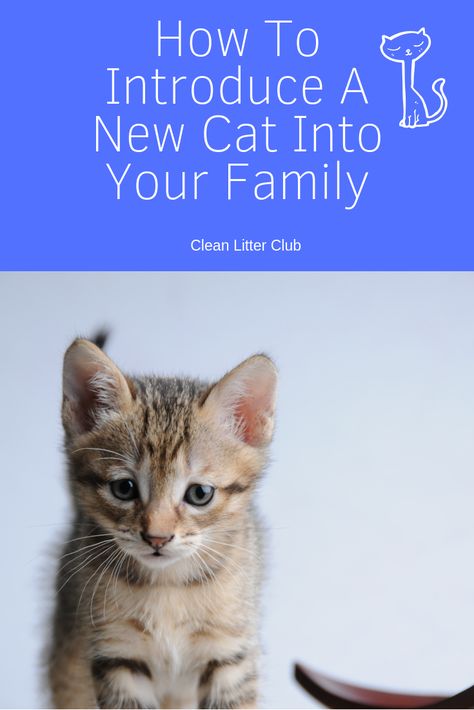 How To Introduce Cats, Cat Toilet Training, Cat Whisperer, F2 Savannah Cat, Older Cats, New Cat, Cat Behavior, Cat Pet Supplies, Cat Supplies