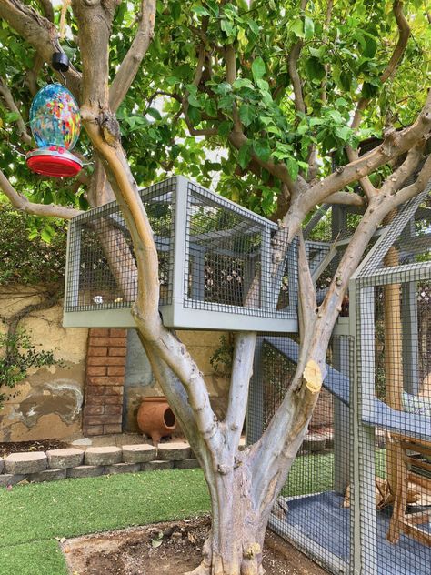 Camper Cat Catio, Catio Built Around A Tree, What To Put Inside Catio, Cat Inclosers Outside, Diy Catios For Cats Outside, Cat Outside Enclosure, Catio Ideas Cat, Custom Catios, Outside Cat Enclosure