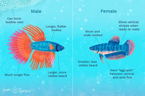 How to Determine the Gender of a Betta Fish Fish Names, Fish Tank Terrarium, Tropical Fish Aquarium, Betta Fish Care, Aquarium Setup, Beta Fish, Betta Fish Tank, Freshwater Aquarium Fish, Fish Care