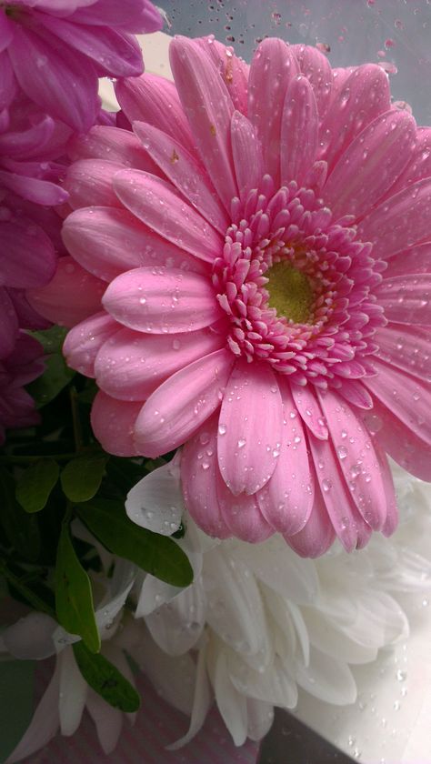 Flower Pink Flower Wallpaper, Friendship Flowers, Flower Background Iphone, Floral Wallpaper Phone, Wallpaper Nature Flowers, Fresh Flowers Arrangements, Flower Therapy, Gerbera Daisy, Beautiful Bouquet Of Flowers