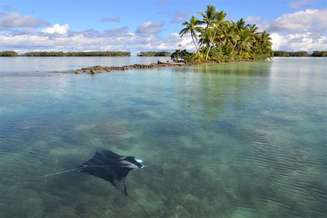 Manta ray at Palmyra Atoll. Photo credit: Kydd Pollock / T… | Flickr Palmyra Atoll, Manta Ray, Nature Conservation, Small Island, The Nature, Photo Credit, Palm Trees, Trees, United States