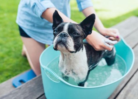 Did you know that an oatmeal bath can help soothe your dog’s skin? Find out how an oatmeal bath can help your dog’s itchy, dry skin and how to give your dog an oatmeal bath correctly. Oatmeal Bath For Dogs, Itchy Dog, Oatmeal Bath, Dog Conditioner, Dog Smells, Dog Cleaning, Dog Skin, Dog Bath, Dog Shampoo