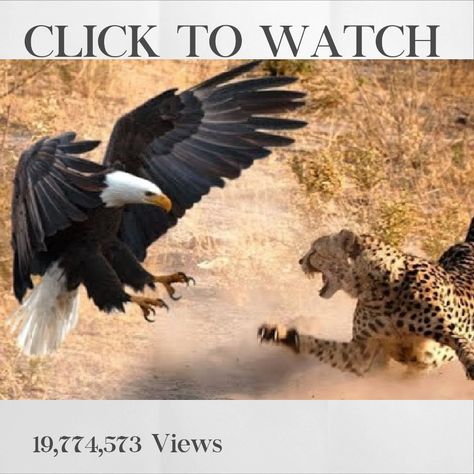 The Amazing Eagle Attack Ever Captured On Camera Winged Warrior, Wild Animals Attack, Wild Animals Videos, Aigle Royal, Leopard Cub, Animal Attack, Amazing Animal Pictures, Eagle Art, Baby Leopard