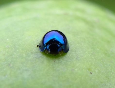 Bug Pictures, Blue Ladybug, Black Ladybug, Hawkes Bay, Lady Beetle, Garden Animals, Lady Bugs, Flora Fauna, Nature Animals