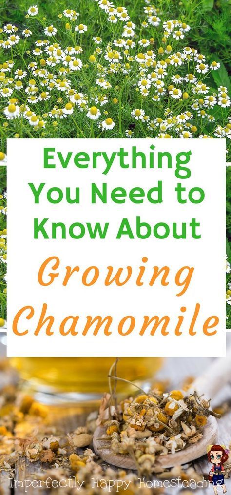 Plant Chamomile, Growing Chamomile, Grow Chamomile, Chamomile Growing, Hydroponic Farming, Hydroponics Diy, Vertical Herb Garden, Organic Vegetable Garden, Herbs Indoors