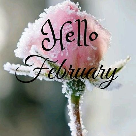 Hello February month february february quotes hello february welcome february Flower February, February Newsletter, February Flower, Hello February Quotes, Welcome February, Neuer Monat, January Quotes, February Quotes, February Wallpaper