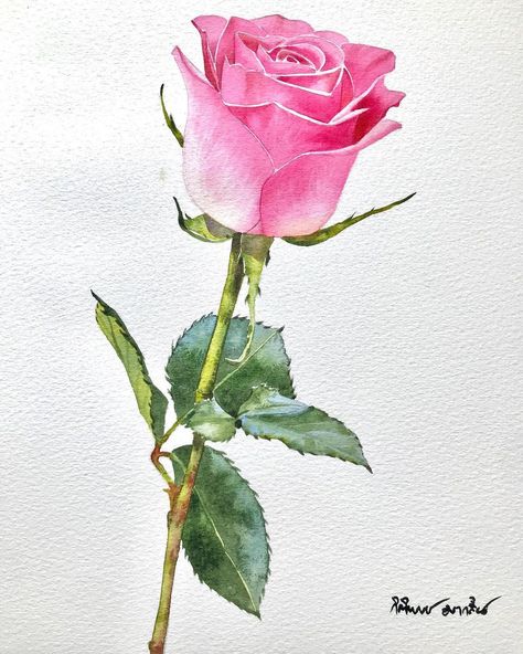 Drawing Roses, Takken Decor, Bird Painting Acrylic, Watercolor Blog, Flower Drawing Tutorials, Watercolor Flower Art, 수채화 그림, Watercolor Flowers Paintings, Botanical Painting