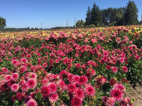 Dahlia field ,Swan island ,Oregon Dahlia Field, Red Peppercorn, Dahlia, Oregon, Plants, Travel