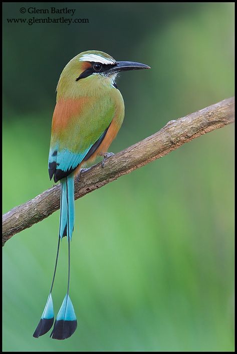 Motmot Bird, Most Beautiful Birds, Rare Birds, Colorful Bird, Nature Birds, Tropical Birds, Bird Pictures, Exotic Birds, Pretty Birds