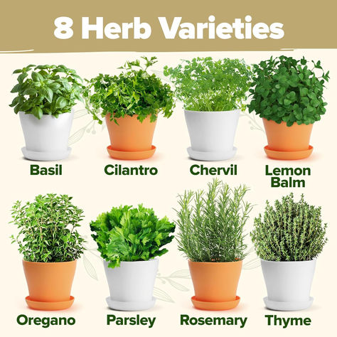 Delicious Culinary Herbs – Enjoy an indoor garden that heightens your home cooking with fresh, aromatic flavors. Plant oregano, thyme, lemon balm, parsley, basil, curled chervil, cilantro, and rosemary. Seed Starter Kit, Best Gifts For Women, Herb Garden Kit, Types Of Herbs, Garden Herbs, Present For Mom, Kitchen Herbs, Seed Starter, Aromatic Plant