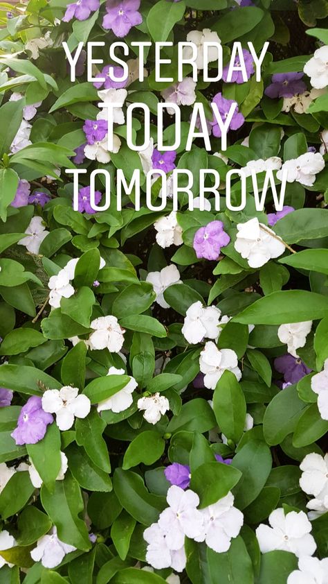 Yesterday Today Tomorrow ♥️ Yesterday Today Tomorrow Plant, Yesterday Today Tomorrow, Yesterday And Today, Better Life Quotes, Better Life, Rose Flower, Herbs, Plants, Flowers