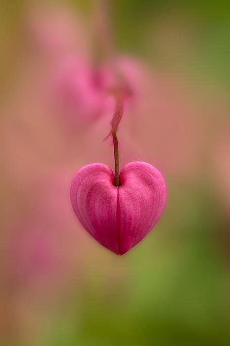 Bleeding Heart Flower by Jaroslaw Blaminsky Heart In Nature, I Love Heart, Heart Images, Rare Flowers, Heart Art, Flower Heart, Wisteria, Love Flowers, Pretty Flowers