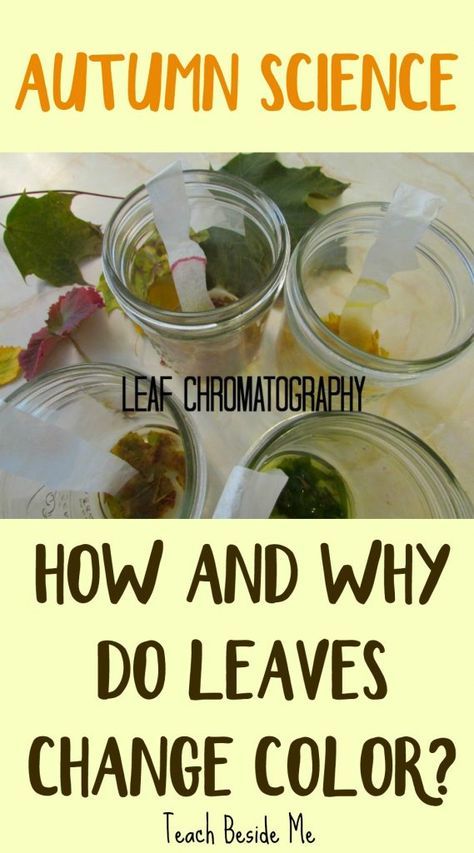 Leaf Color Experiment, Why Do Leaves Change Color Experiment, Leaf Stem Activities, Chromatography Experiment, Fall Science Activities, Color Experiment, Fall Science, Fall Stem, Science Crafts