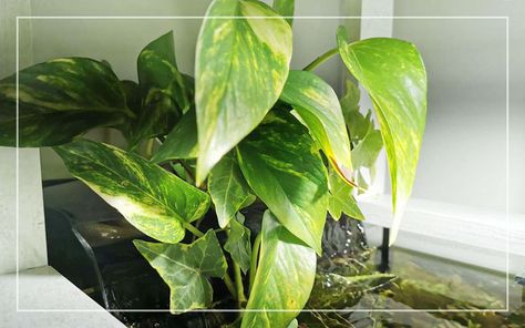 Pothos Plant in Aquariums - 5 Benefits & Growing Tips Pathos Fish Tank, Houseplants In Aquarium, Aquarium Pothos, Pothos In Fish Tank, Pothos Plants, Tall Grasses, Aquaponics Diy, Plant House, Aquatic Plant