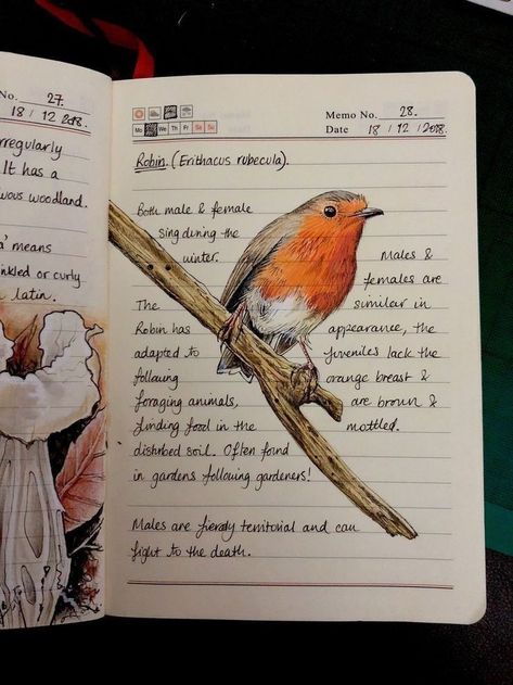 Kunstjournal Inspiration, Birding Journal, Botanical Sketchbook, Field Journal, Nature Sketch, Commonplace Book, Art Diary, Scientific Illustration, Sketchbook Inspiration